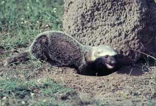 Illustration for article titled Monday Mustelid - Lyncodon patagonicus Edition